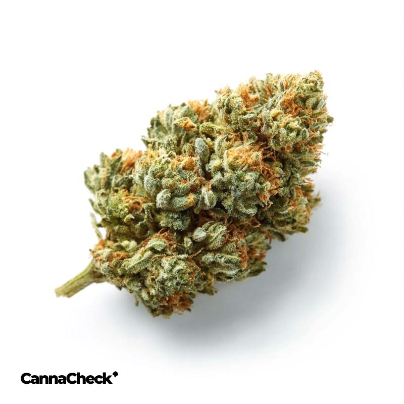 Tilray THC 18 Spotlight Porto Jack Herer