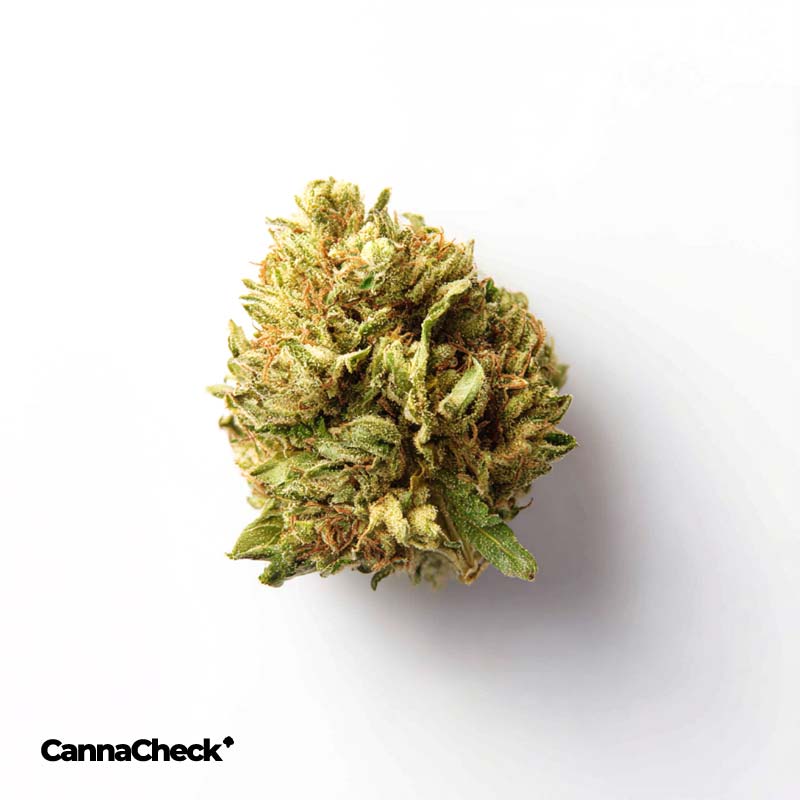NOC AS 23 Chill Amnesia Kush x Sherbet Sockher