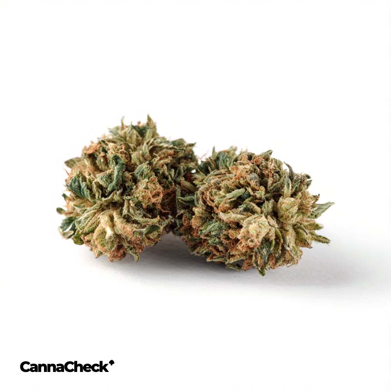 avaay 21/1 SK Sour Kush