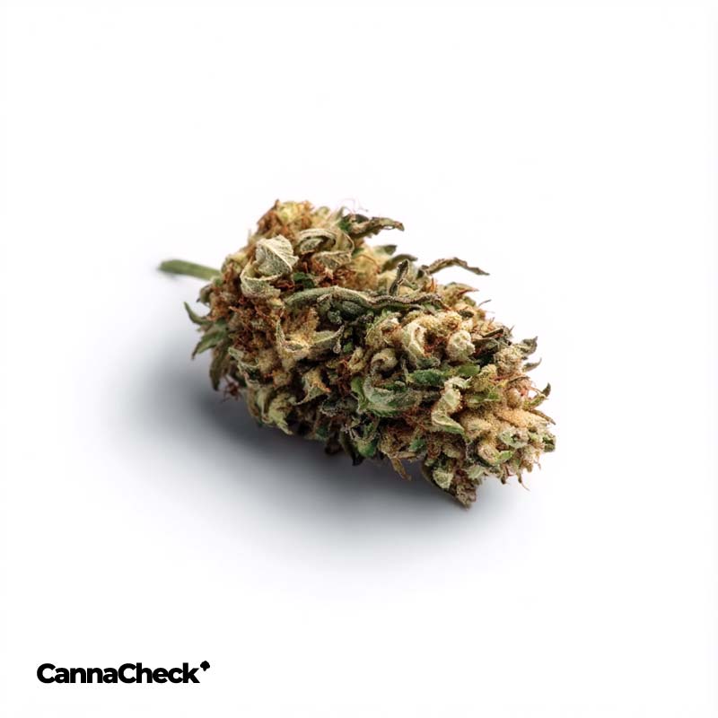 Nedcann JH 21/01 Jack Herer