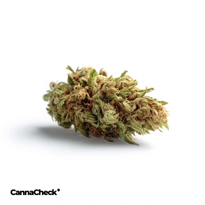 CannabiStada 24/1 PIK Pink Kush