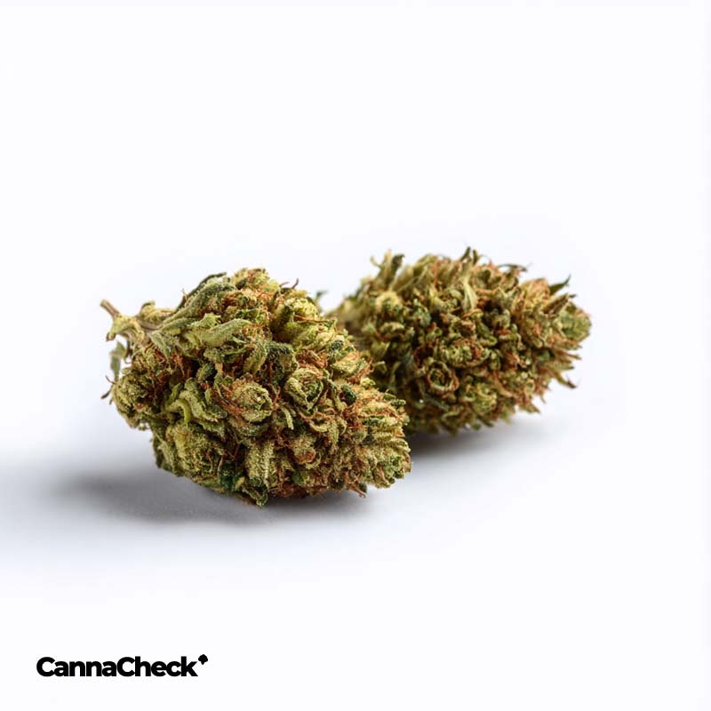 Tweed 19/1 Gelato 33