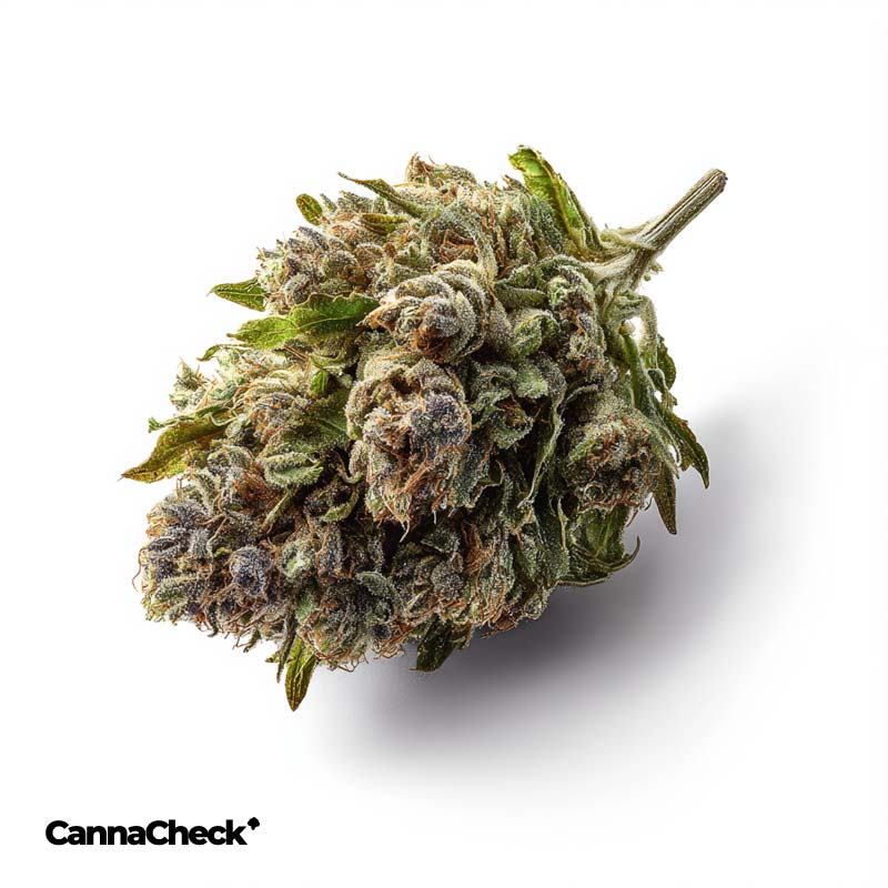 420 Natural 20/1 CA ZRP Zour Apple