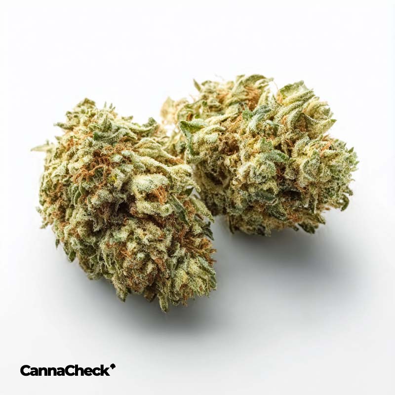 420 Natural 25/1 CA GG4 Gorilla Glue