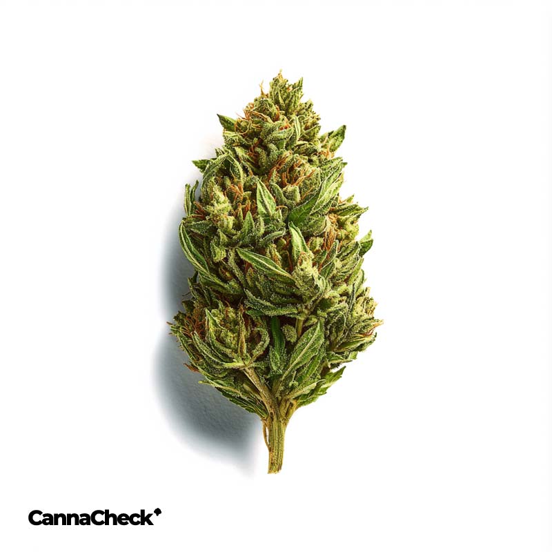 420 Natural 22/1 CA ZRP Zour Apple