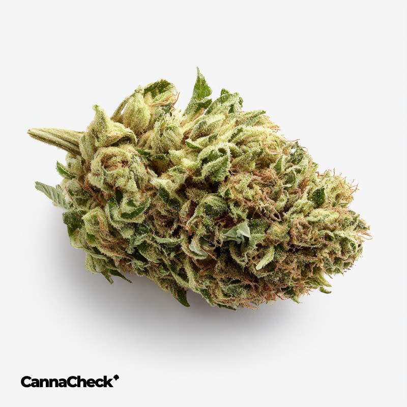IMC FAC THC26 Selected Tangie Pave