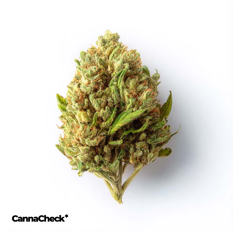 Curaleaf Vape Pen Cannabis Destillat & Terpenlösung