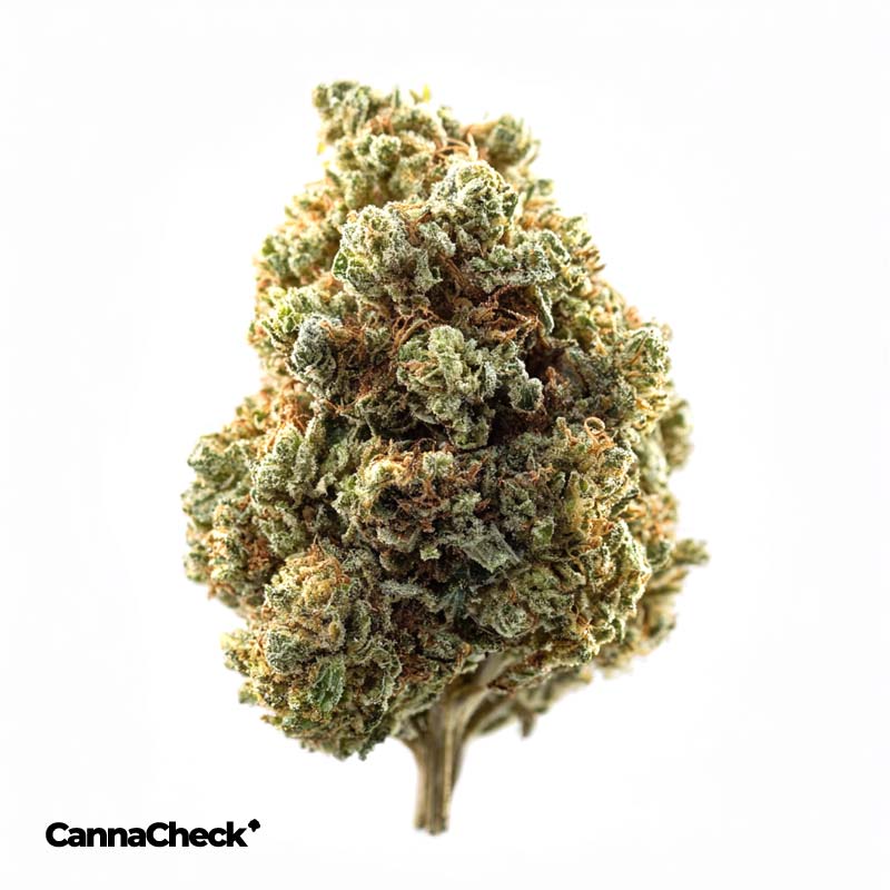 Curaleaf Vape Pen Kartusche