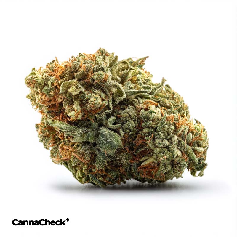 madrecan 24/1 Skywalker