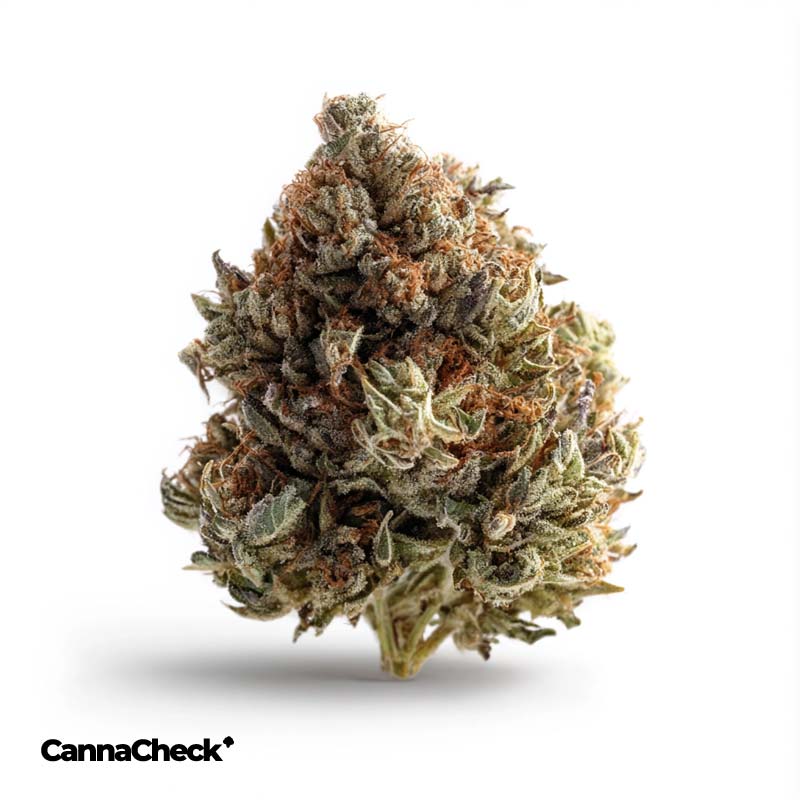 Cannamedical Indica Ultra Crazy Rntz