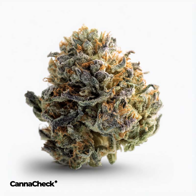 420 Natural 27/1 CA ZRP Zour Apple