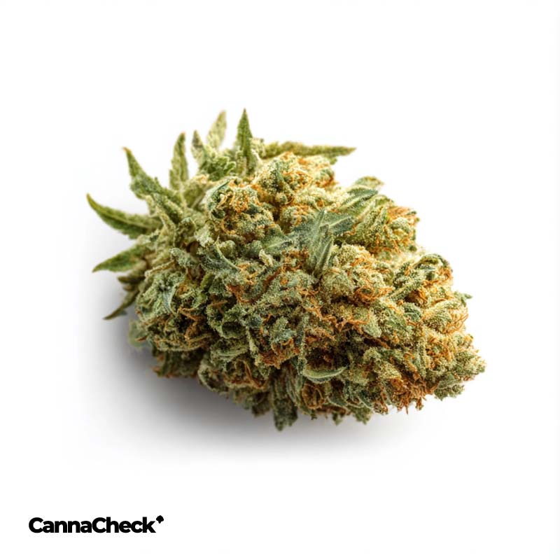 420 Natural 25/1 CA ZRP Zour Apple